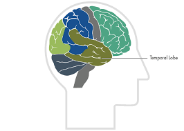 Temporal Lobes Centre For Neuro Skills