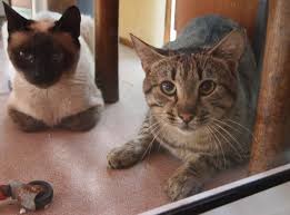 Nos Chats A L Adoption