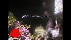 I'Ve Got Hydroids...How To Get Rid Of Them? | Humble.Fish & Reef Community