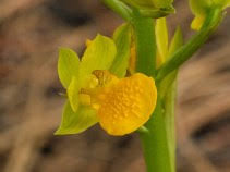 Image result for Orthochilus