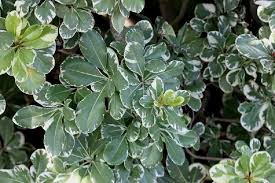 Image result for Pittosporum