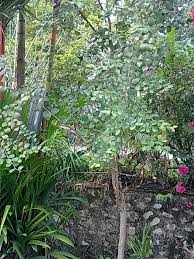 Daun bidara memiliki segudang manfaat yang belum diketahui khalayak. Mandi Air Daun Bidara The Royal Orchard