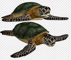 Download turtle clip and use any clip art,coloring,png graphics in your website, document or presentation. Green Sea Turtle Shell Sea Turtle Marine Life Png Pngegg
