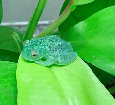 Image result for glass frog