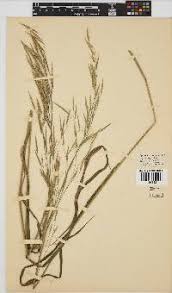 Image result for Bromus leptoclados