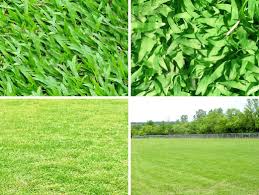 Check spelling or type a new query. Rumput Lembu Diuji Di Stadium Nasional Bukit Jalil