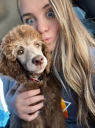 Introduction to Sadie the 10-week-old golden doodle puppy