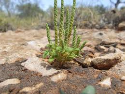 Image result for Dysphania procera