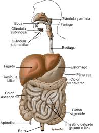 Resultado de imagen para cuerpo humano