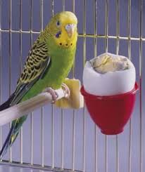 Bird Eggs For Sale Online New Penn Plax Egg Treat Cup For Bird Bath Cage Bird Bird Accessories Treats
