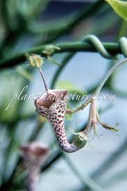 Image result for Ceropegia haygarthii