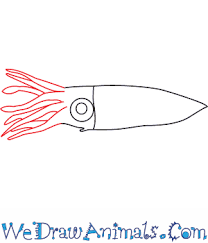 How to draw a firefly 1.draw an arc first, and then make two antennae at the top. How To Draw A Firefly Squid