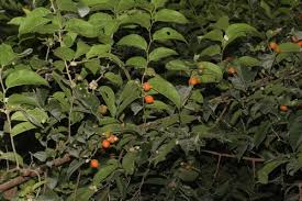 Image result for Celtis mildbraedii