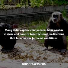 Many Older Captive Chimpanzees Have Cardiac Disease And Have To Take The Same Medications That Humans Use For Heart Cond Shark Facts Elephant Facts Weird Facts