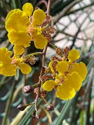 Image result for Chloris mossambicensis