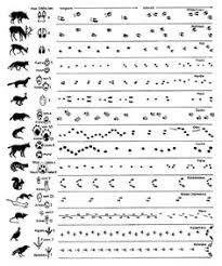 Geheimrat tobler, ein mann, dem fabriken, banken und warenhäuser gehören, gewinnt in dem preisausschreiben seiner eigenen firma den 2. 12 Tierspuren Im Schnee Ideen Tierspuren Tierspuren Im Schnee Tiere