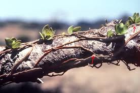 Image result for Viscum tuberculatum