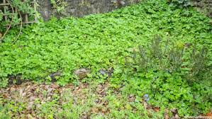 There are many uses for common garden weeds that you may not know about. Weeds Ground Elder Garden Designer Gardening Lessons
