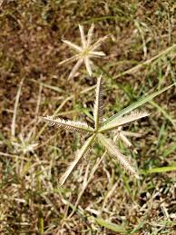 Image result for Dactyloctenium aegyptium