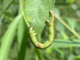 Image result for Hermbstaedtia linearis