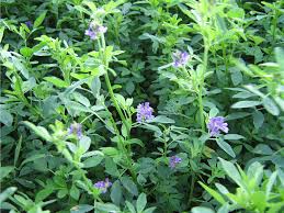 Anbauhinweise Zu Luzerne Eine Trockenheitstolerante Futterpflanze Landesbetrieb Landwirtschaft Hessen