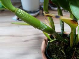 カトレアの植え替えと育て方 カトレアの復活プロジェクト