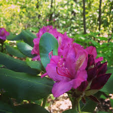 Maybe you would like to learn more about one of these? Wildflower Bloom Schedule Asheville S Springtime Best Hikes And Sightings Greybeard Rentals