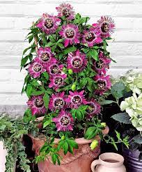 24 Best Vines For Containers Climbing Flowers Flowering Vines Container Flowers