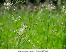 Image result for Vernonia cinerea