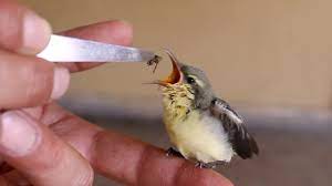 How I Feed Baby Birds With Hand Baby Hummingbird Feeding With Hand Youtube