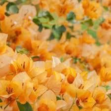 Image result for Bougainvillea sp. cultivar