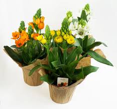Image result for Ornithogalum seineri