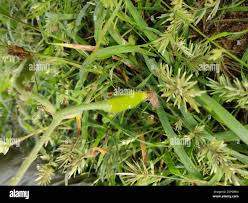 Image result for Eureiandra sp. A