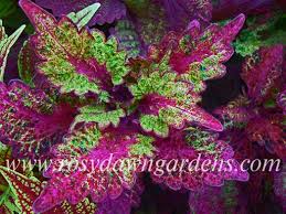 Image result for Coleus thyrsoideus