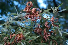Image result for Acacia melanoxylon