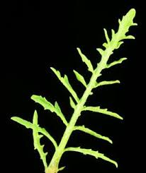 Image result for Xerophyta schlechteri