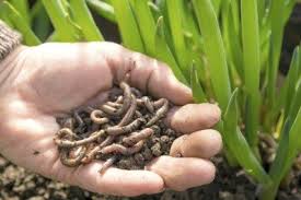 Andrew conan, conan the vegetarian phone. Outdoor Vermicomposting Tips Where Do I Get Earthworms For Garden