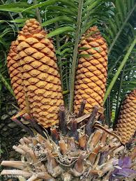 Image result for Encephalartos schmitzii