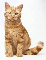 Sunshine Ginger Golden Yellow Warrior Cat With Brown Eyes Via Warriorscatstrotiesadclas Webs Com Tabby Cat Orange Tabby Cats Cats