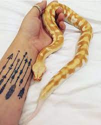 Snake Keeping Reptiles Pet Pet Snake Reptiles