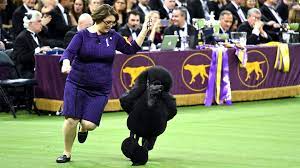 The westminster kennel club dog show, the biggest dog competition of the year (sorry puppy bowl ) took place in new york at madison square garden on tuesday. Who Won The Westminster Dog Show In 2020 Breed Results Group Winners Best In Show Sporting News Canada