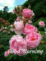 Pin On Good Morning