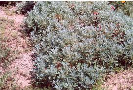 Image result for Eriosema erici-rosenii