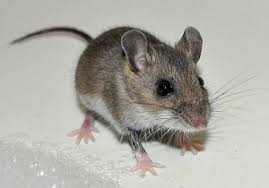 طرق للإمساك بالفأر في المنزل بدون مصيدة فئران الفأرة في شقة كيف تمسك بها بسرعة وبدون مصائد