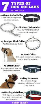 Seven Types Of Dog Collars Different Types Of Dogs Types Of Dogs Dog Infographic