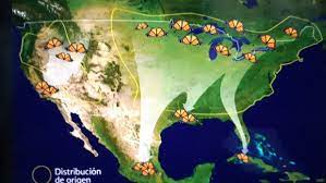 Mariposas Monarca Poblacion Aumenta El 114 Por Ciento En Mexico