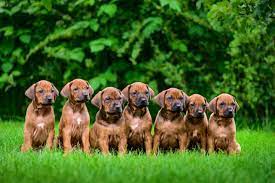 More stories for a litter of puppies » Is The Largest Puppy In A Litter Usually The Most Dominant One Pets4homes