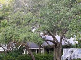 Live oak dropping leaves in early spring. Live Oak Home Garden Information Center