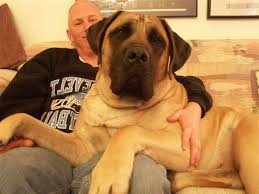 Look at pictures of mastiff puppies in florida who need a home. English Mastiff Puppies Southern California Petsidi