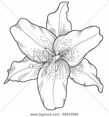 Beautiful Lily In The Style Of Black And White Engraving Poster Id 58233965 In 2020 Flower Sketch Images Flower Drawing Lilies Drawing